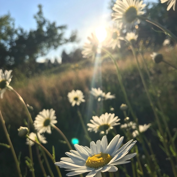 Meet your Posher, Ellie - Picture 1 of 1